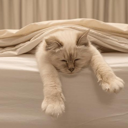 Is Your Cat Sleeping Too Much? Winter Could Be The Cause